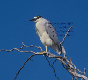 black-crowned night heron