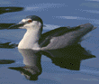 black-crowned night heron swimming