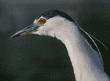 black-crowned night heron