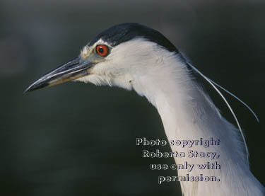 black-crowned night heron