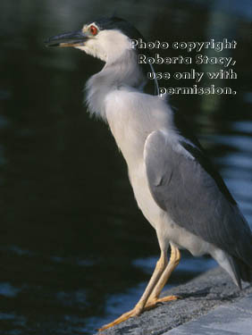 black-crowned night heron