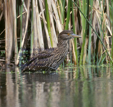 black-crowned night heron