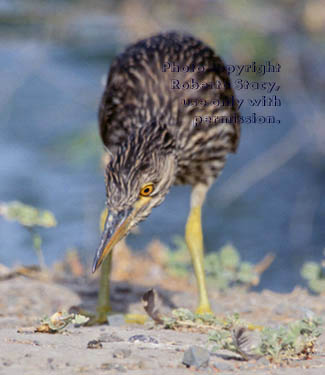 immature black-crowned night heron