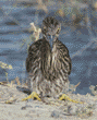 immature black-crowned night heron