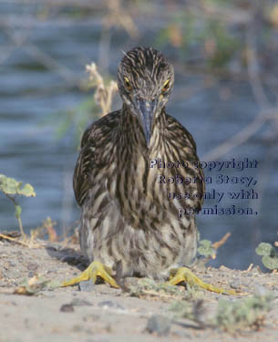 immature black-crowned night heron