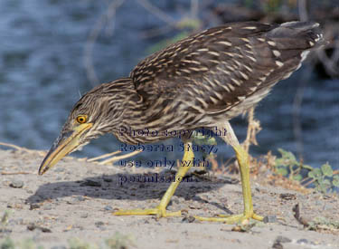 young black-crowned night heron