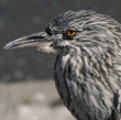 immature black-crowned night heron
