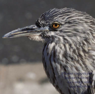 immature black-crowned night heron