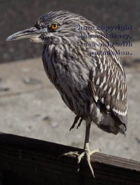 black-crowned night heron