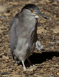 black-crowned night heron