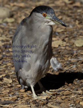 black-crowned night heron