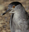 black-crowned night heron