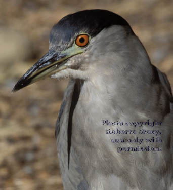 black-crowned night heron