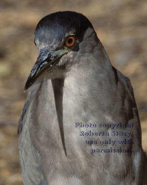 black-crowned night heron