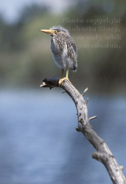 black-crowned night heron fledgling