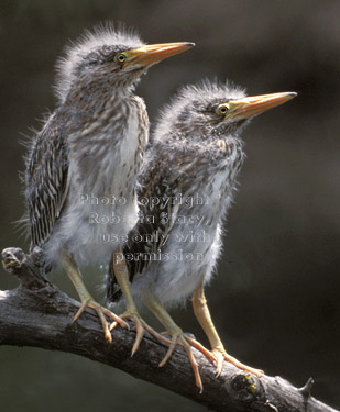 black-crowned night heron chicks