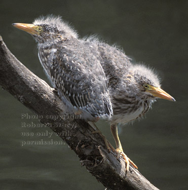 young black-crowned night herons