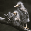 night heron fledglings