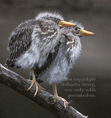 night heron chicks