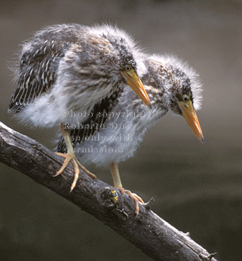 black-crowned night heron fledglings