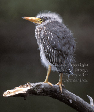 black-crowned night heron chick