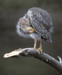 night heron fledgling