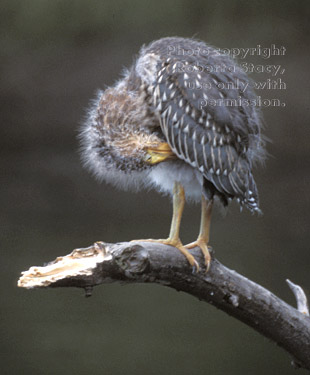 night heron fledgling