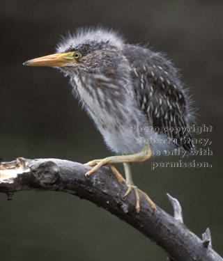 night heron chick