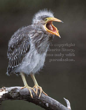 young black-crowned night heron