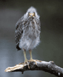 black-crowned night heron fledgling