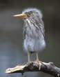 black-crowned night heron chick