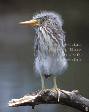 black-crowned night heron chick