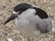 black-crowned night heron