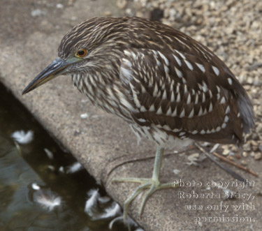 immature black-crowned night heron