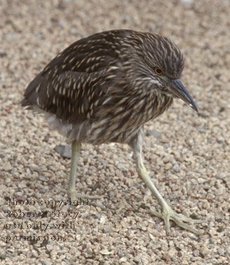 black-crowned night heron, immature