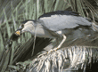 night heron eating prey