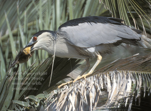 night heron eating prey