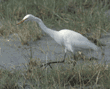 yellow-billed egret Tanzania (East Africa)