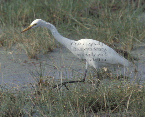 yellow-billed egret Tanzania (East Africa)