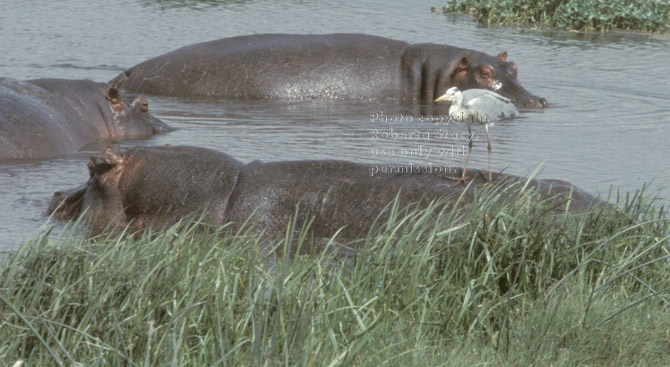 grey heron riding on back of hippopotamus