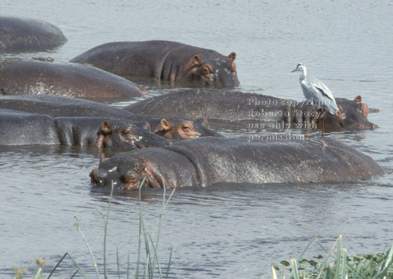 grey heron on hippopotamus's back