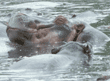 hippopotamuses in the Serengeti Tanzania (East Africa)