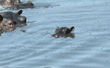 baby hippopotamus in water