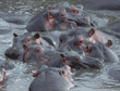 hippopotamuses Tanzania (East Africa)