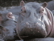 baby and mother hippopotamuses