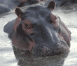 hippopotamus Tanzania (East Africa)