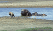 mother hippopotamus chasing hyena away from her babies