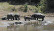 hippopotamuses standing on shore of river
