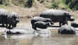 hippopotamuses at river's edge