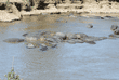 hippopotamuses resting in river